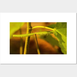 Frayed leaf looks like a centipede. Posters and Art